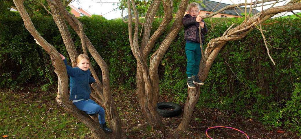 Børn klatrer i træ