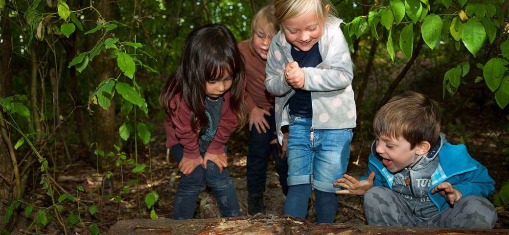 Børn finder biller i træstamme